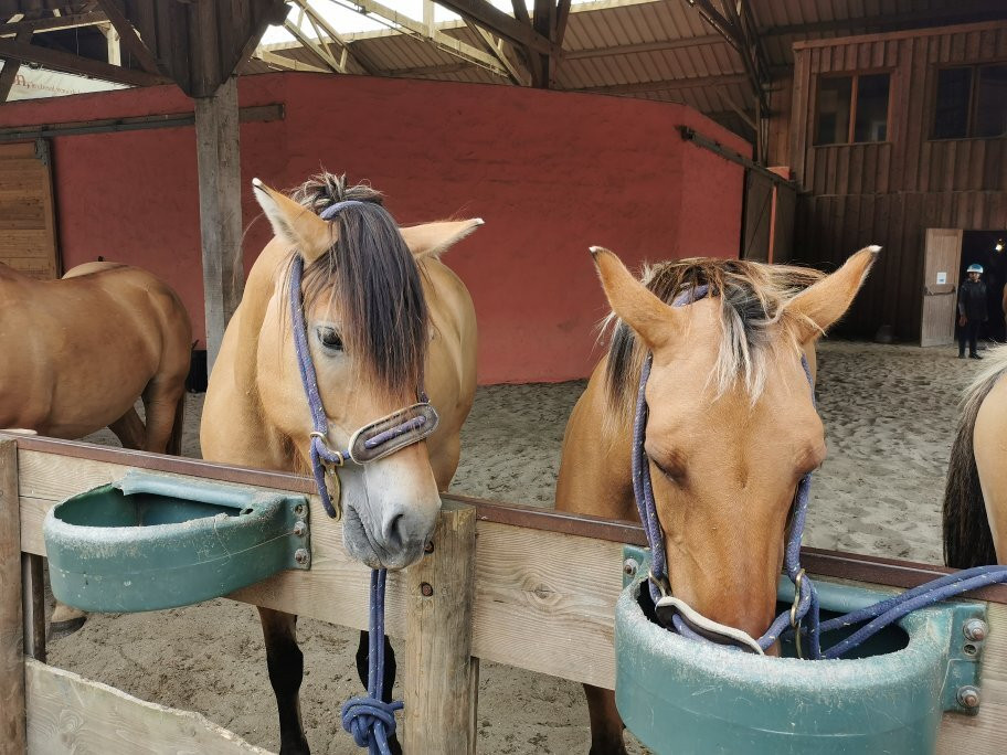Espaces Equestres Henson景点图片