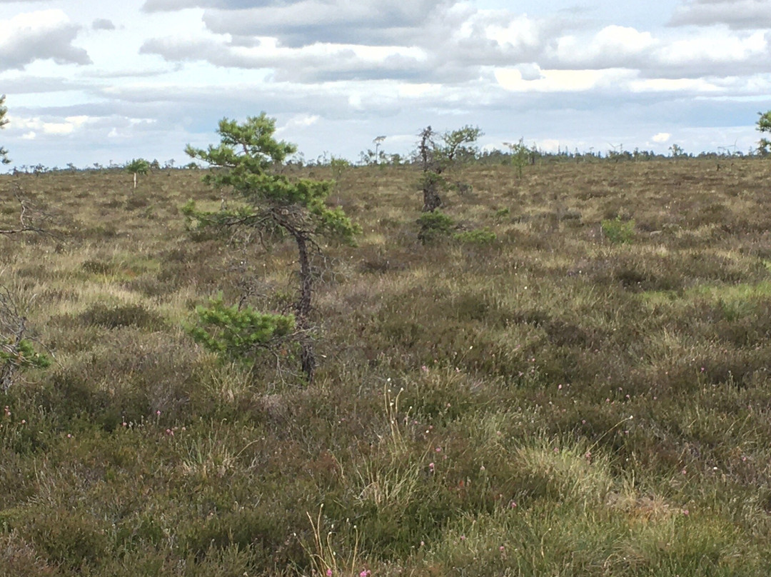 Komosse Naturreservat-Ulricehamn必去景点