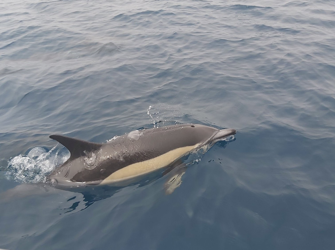 Ludyesfera-塞新布拉必去景点