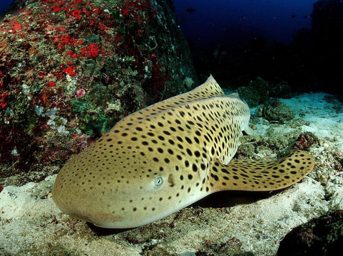 RU-DIVING Dive Center-拉威必去景点