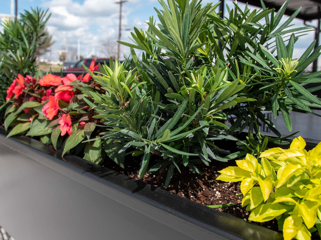 Di Campli's Italian Ristorante