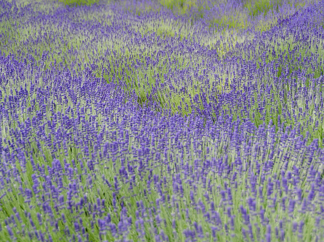Lavender Hill Farm-Vashon必去景点