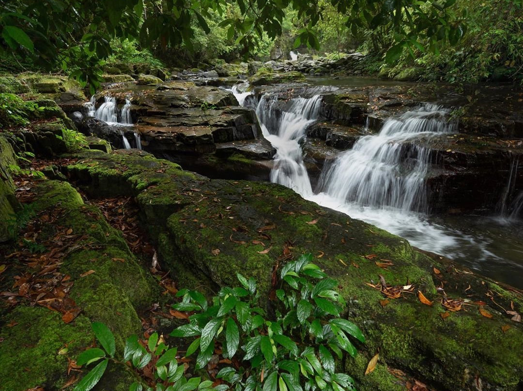 Barrington Tops National Park景点图片