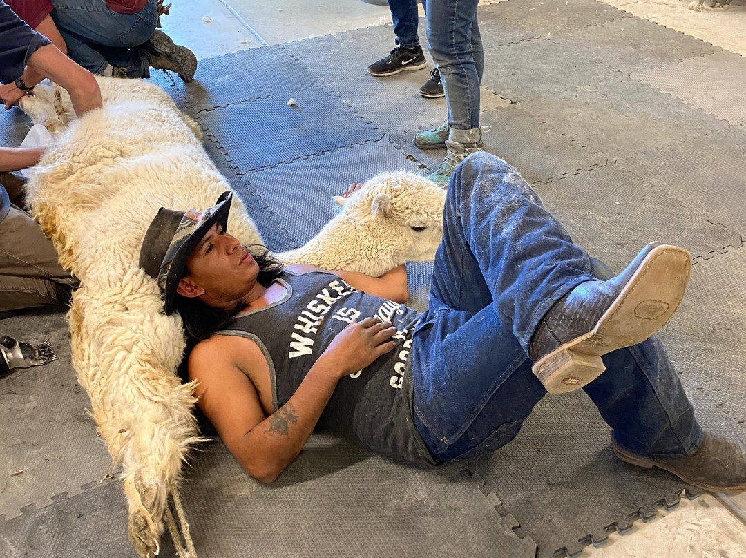 Sopris Alpaca Farm & Boutique-Silt必去景点