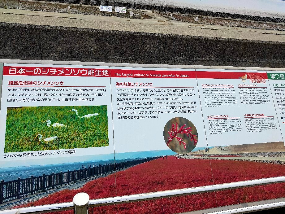 Suaeda Japonica Habitat-佐贺市必去景点