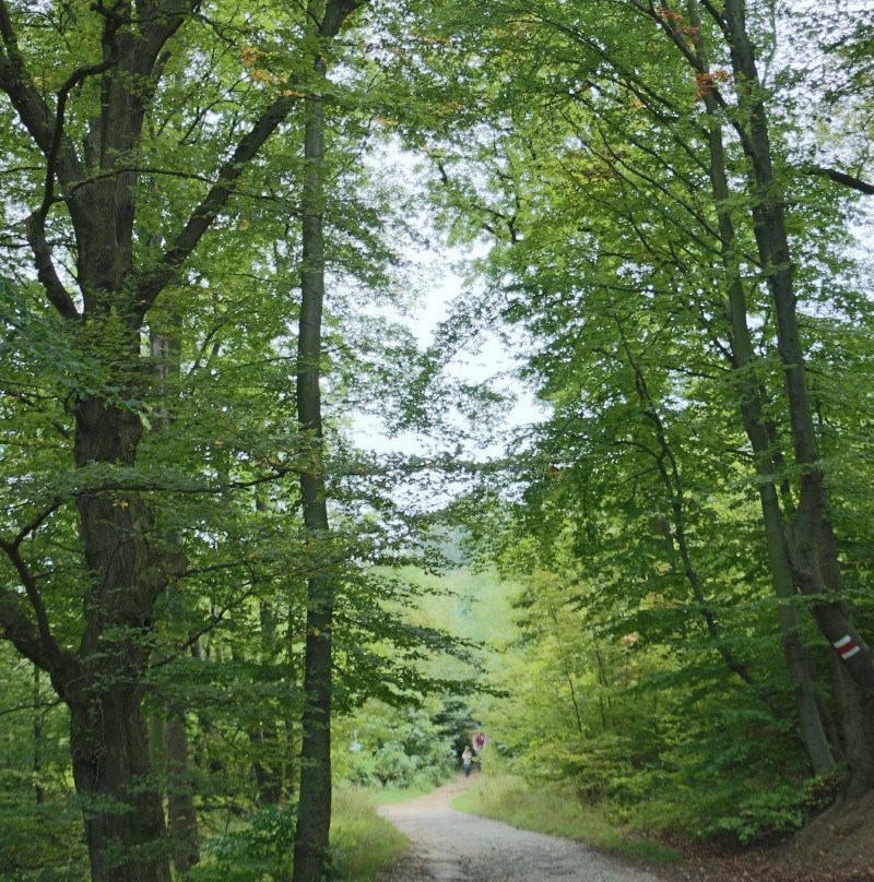 Waldseilpark Kahlenberg-维也纳必去景点