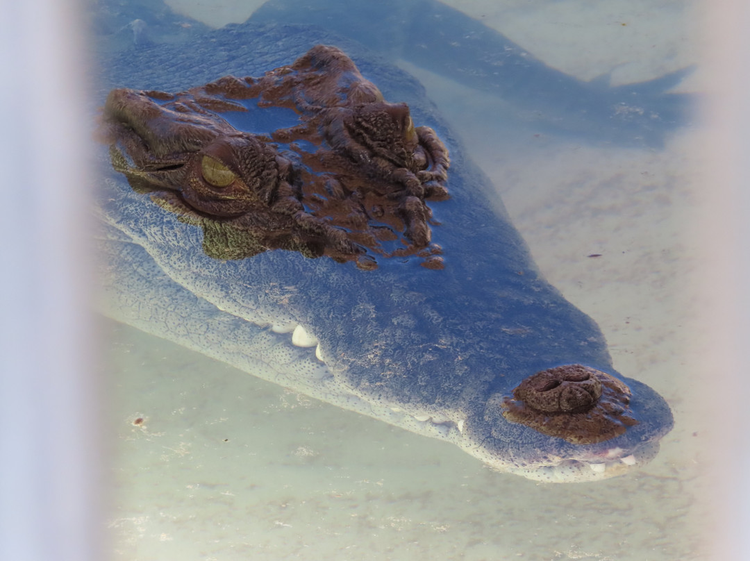 Alice Springs Reptile Centre-爱丽斯泉必去景点