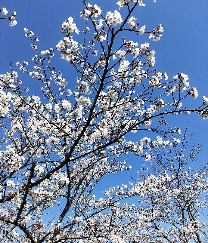 Ota River Sakura Zutsumi-森町必去景点