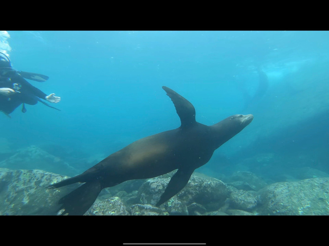 Cabo Pulmo Diving Station景点图片