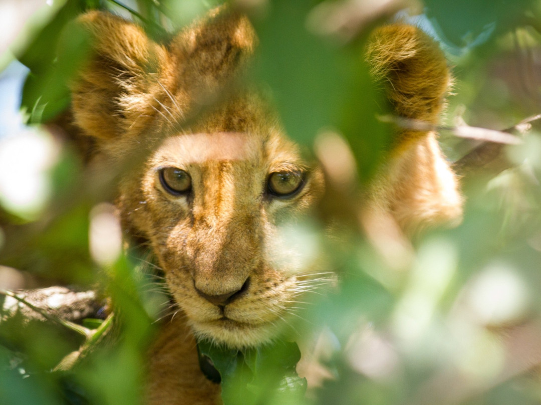 Beauty Safari Experience-姆万扎必去景点