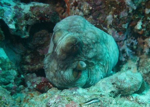 Khao Lak Fun Diver-拉克山必去景点