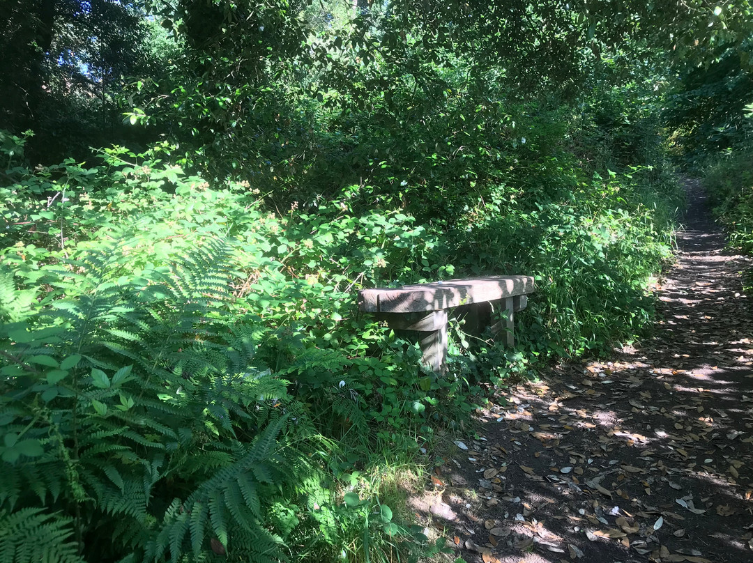 Bodlondeb Woods Local Nature Reserve景点图片