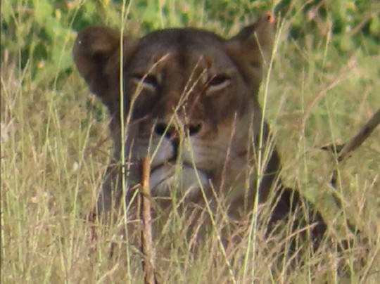 Mfafa Safaris-白河必去景点
