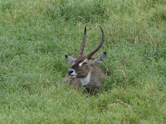 Kenya Watamu Safari-瓦塔木必去景点