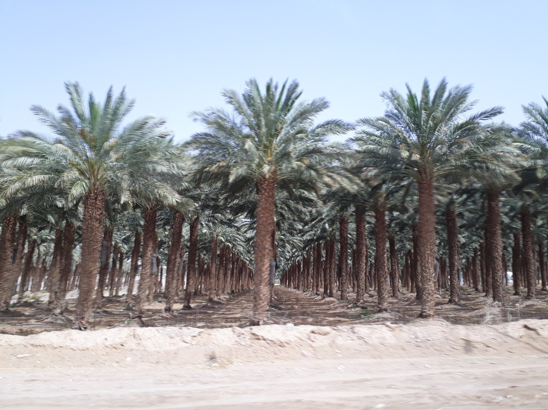 Ain Khudra-努威巴必去景点