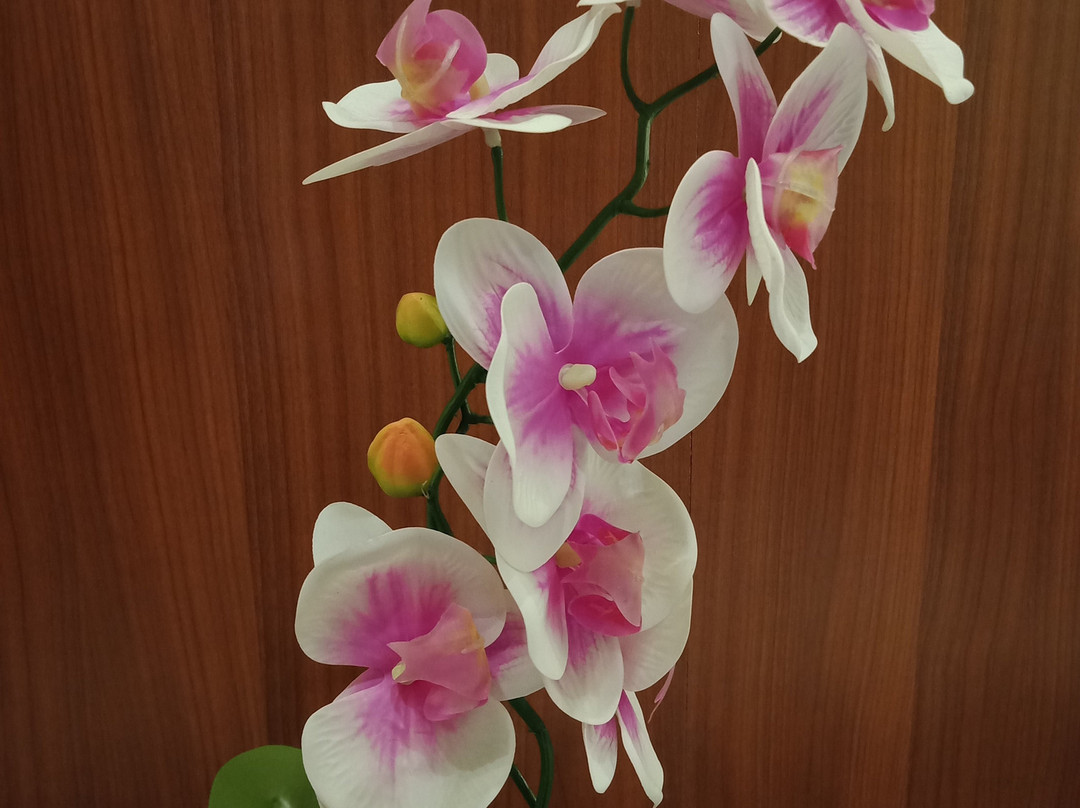 瑞雅婆罗洲三马林达酒店主图