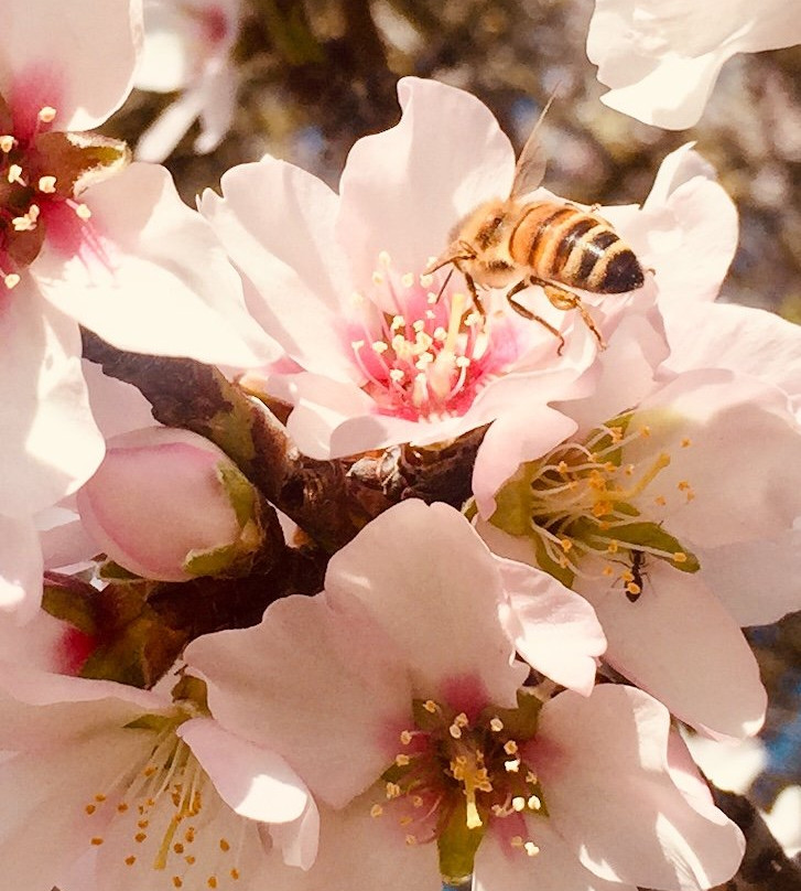 Cuesta Park-山景城必去景点