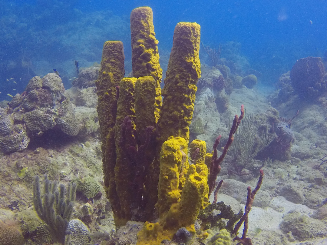 Lumbadive Padi 5 Stars-Carriacou Island必去景点