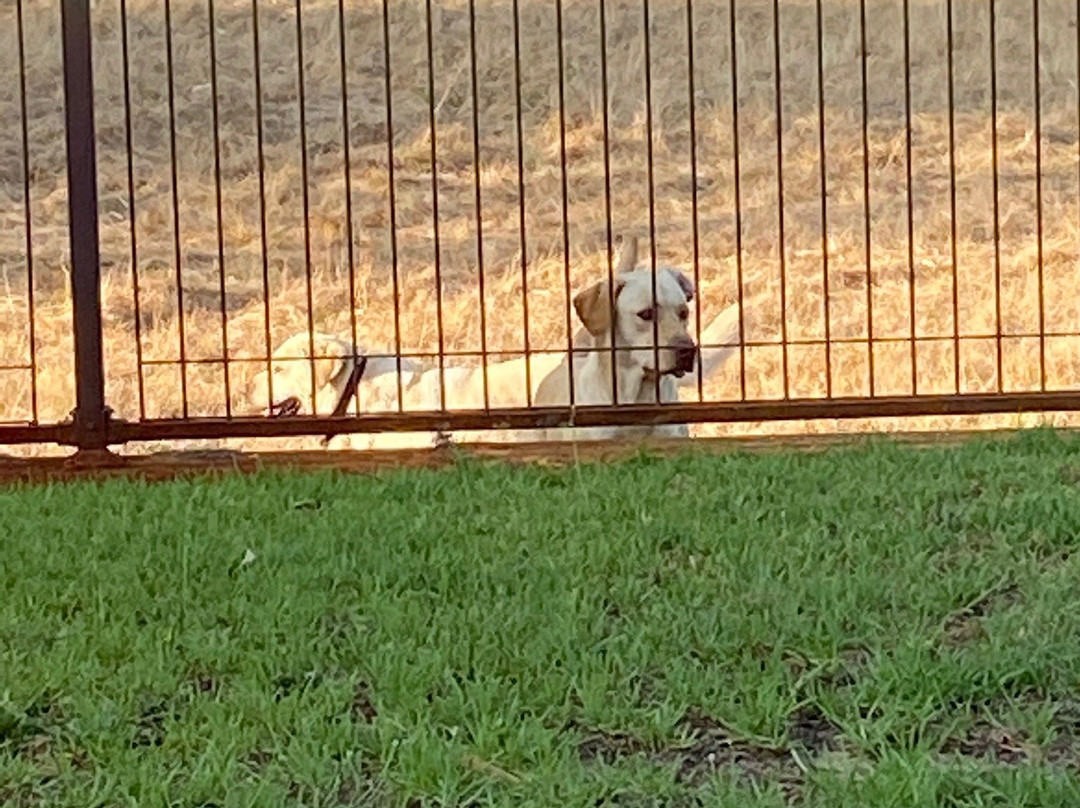 Nivalis Bed and Breakfast主图