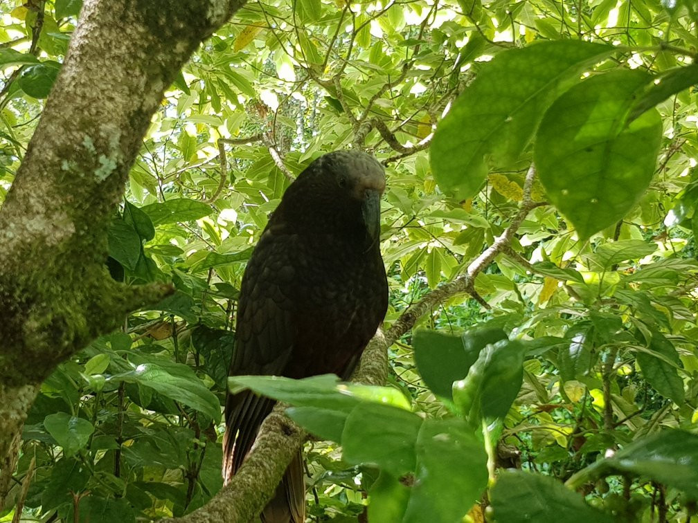 Pūkaha National Wildlife Centre景点图片