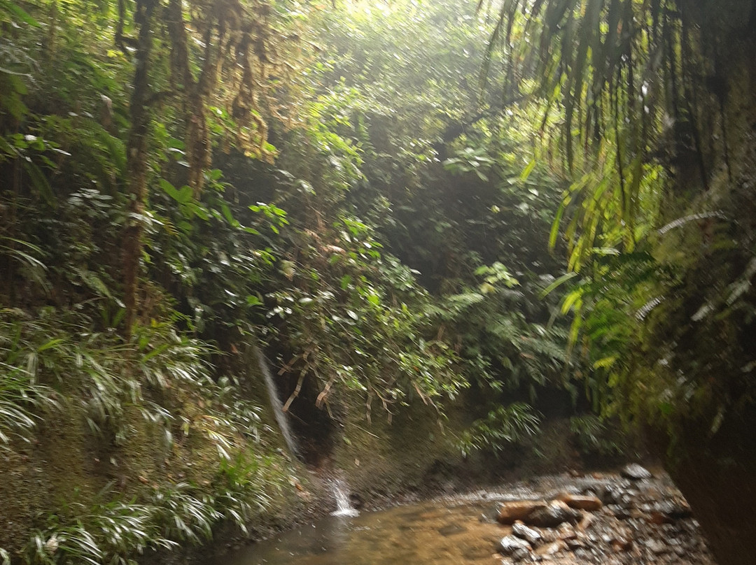 Akangau Jungle Tours景点图片