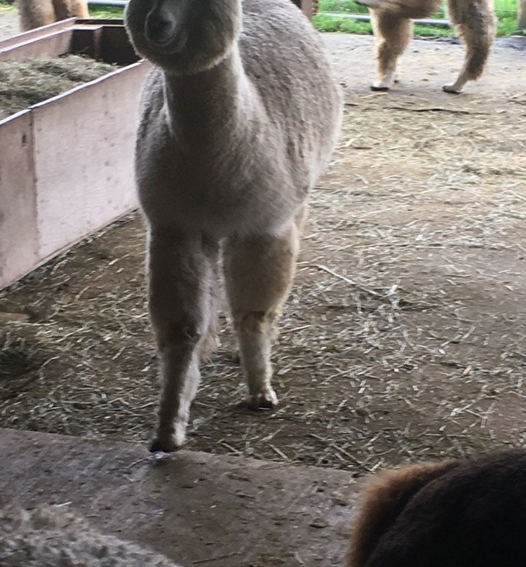 Alpacas at Marquam Hill Ranch-Molalla必去景点
