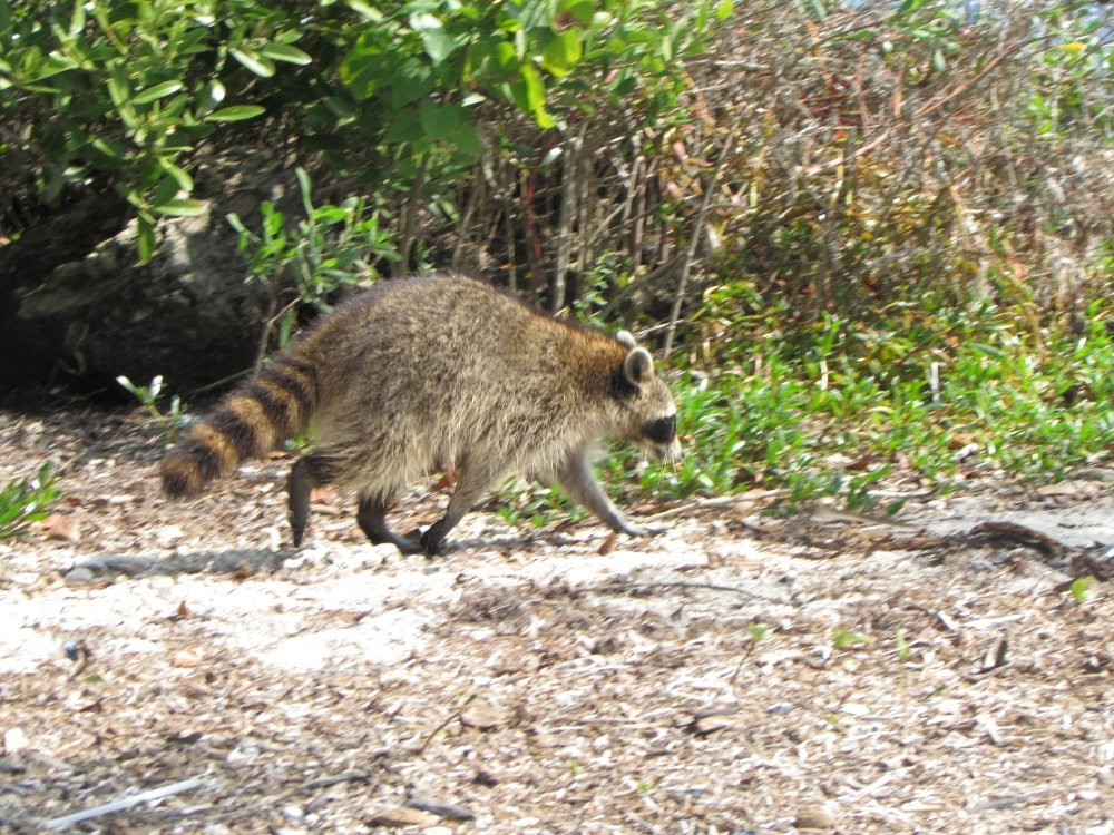 Homestead Bayfront Park-霍姆斯特德必去景点