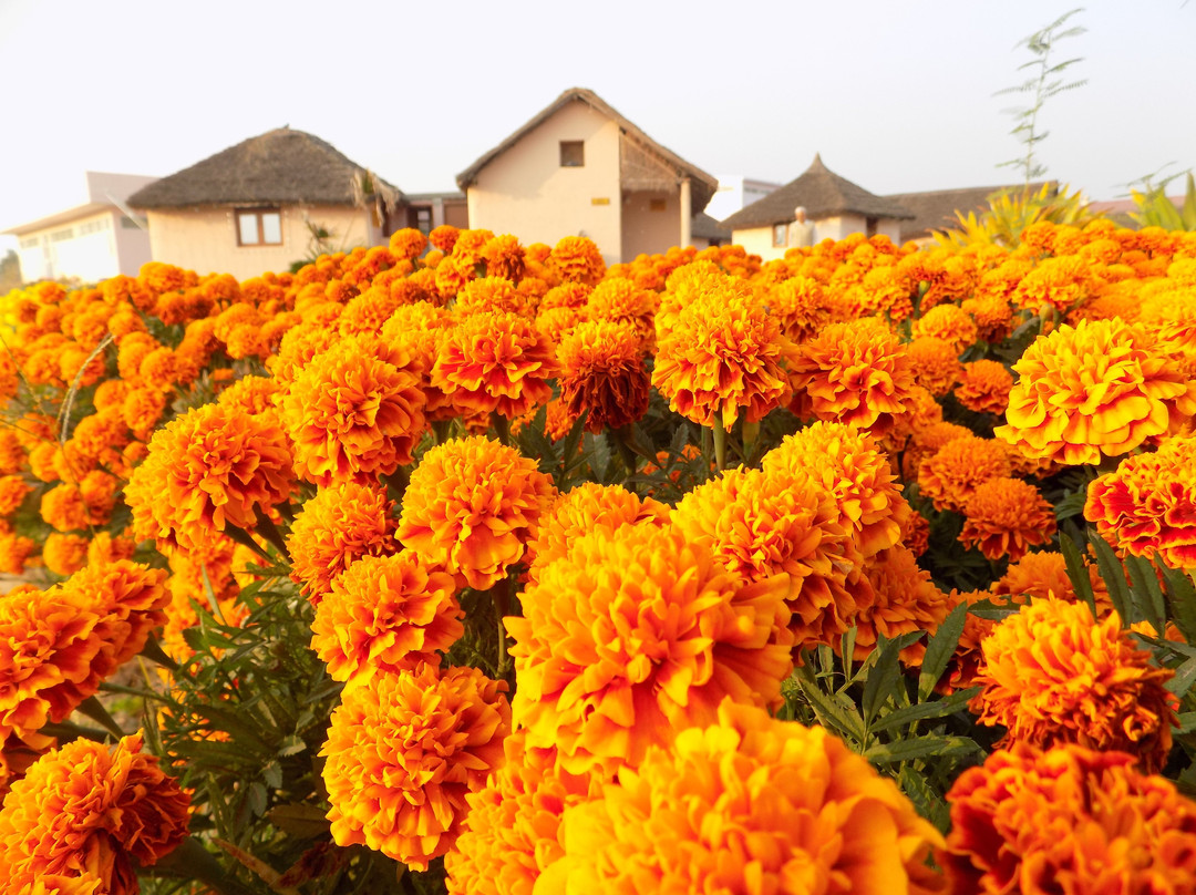 Patanjali Yogpeeth-哈里瓦必去景点