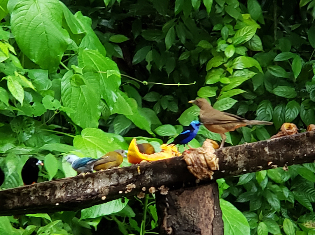 Arenal Sanctuary Reserve景点图片