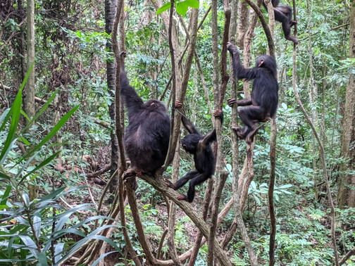 Gombe Stream National Park-Gombe National Park必去景点