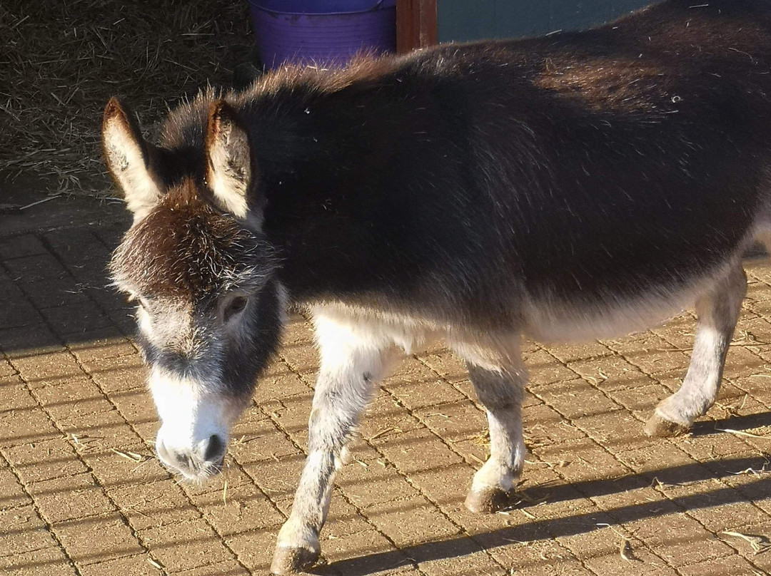 The Wonkey Donkey Visitors Centre景点图片