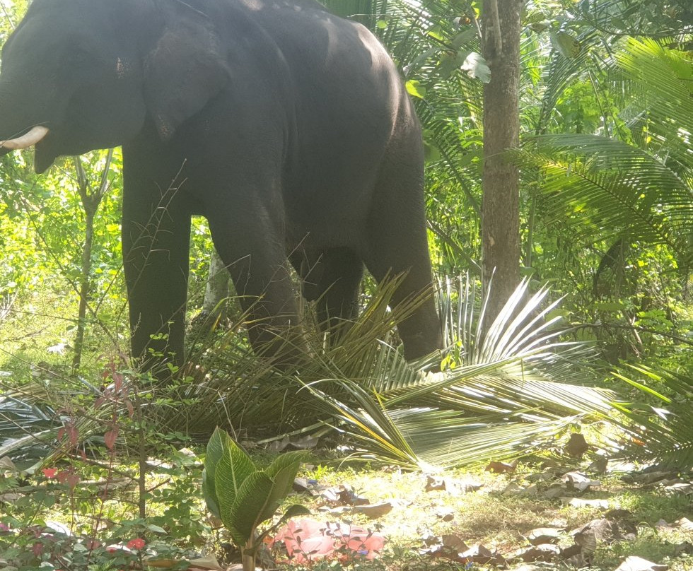 Beliatta旅游攻略图片