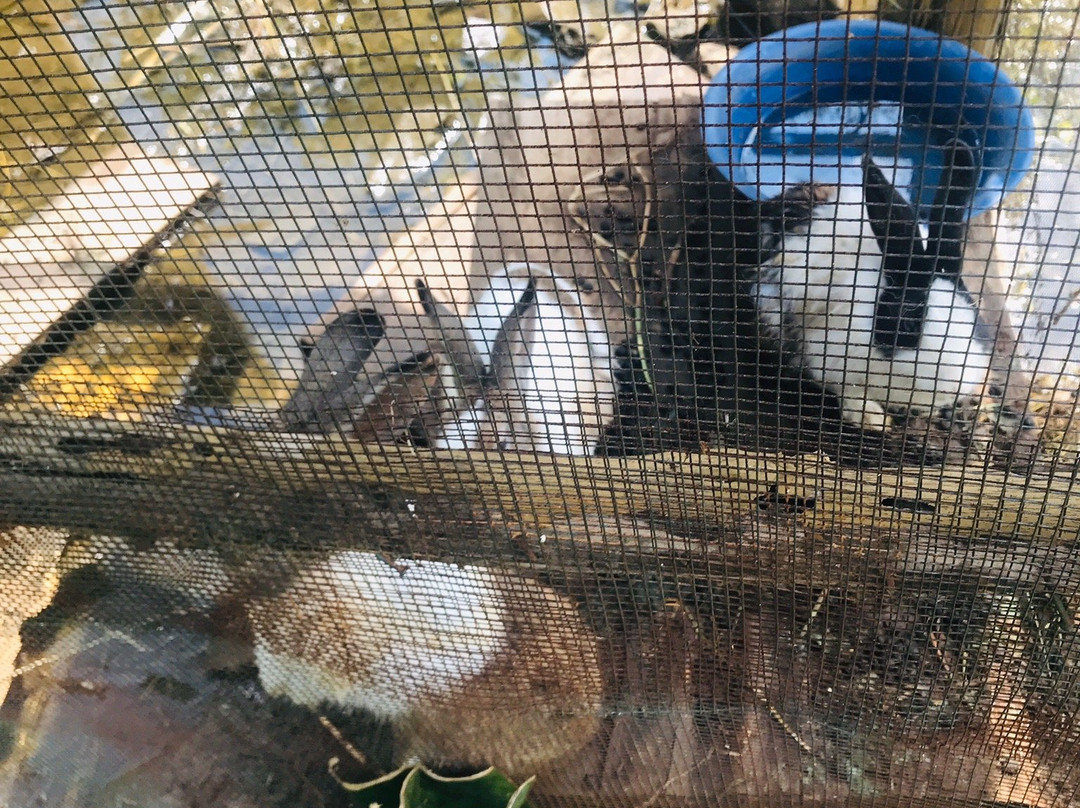 Nile Reptile Park-金贾必去景点