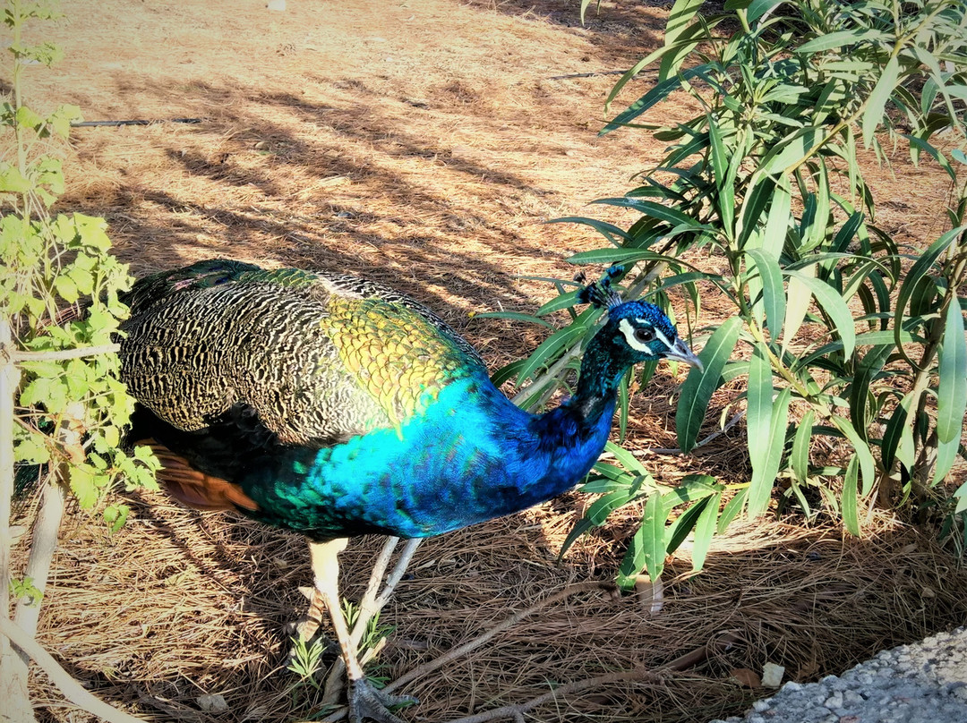 The Church of the Twelve Apostles-Capernaum必去景点