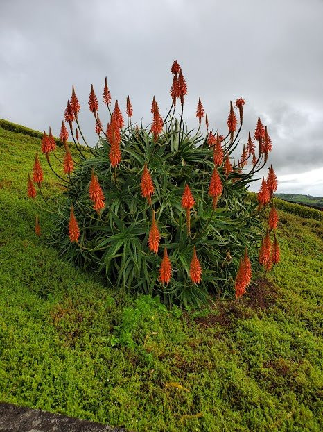 Pure Azores Tours-蓬塔德尔加达必去景点