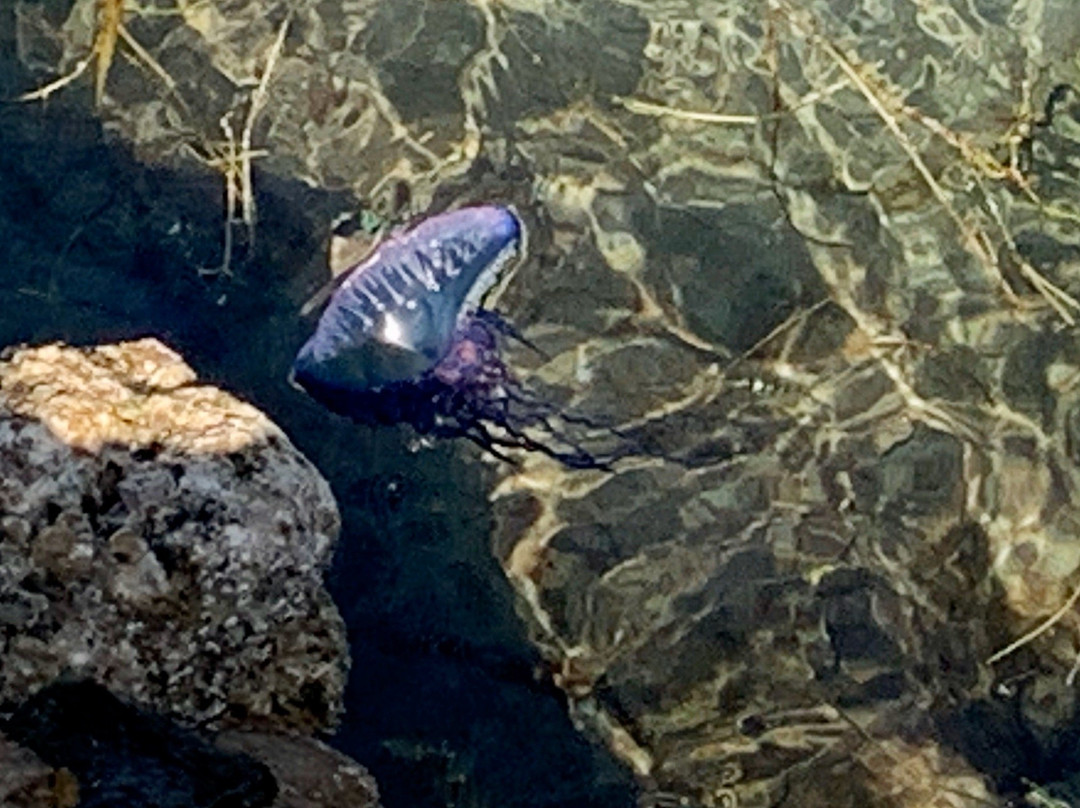 South Inlet Park Beach-博卡拉顿必去景点