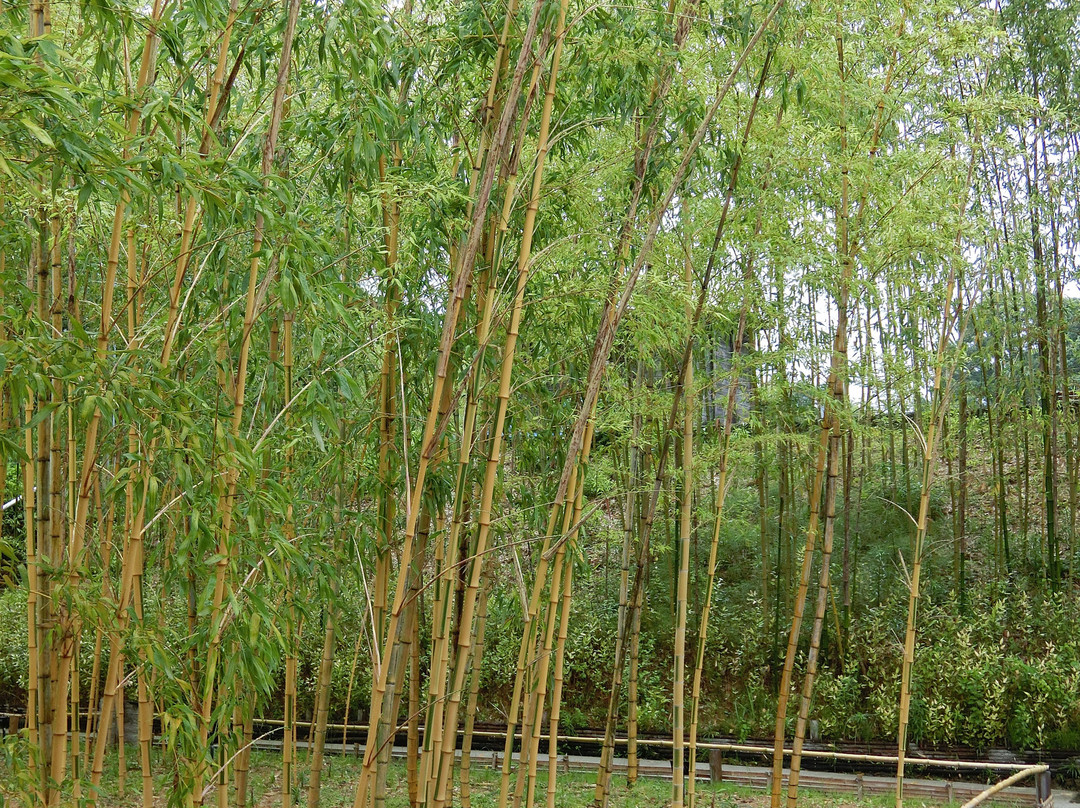 Takayama Chikurin Park (Takayama Bamboo Garden and Museum).景点图片