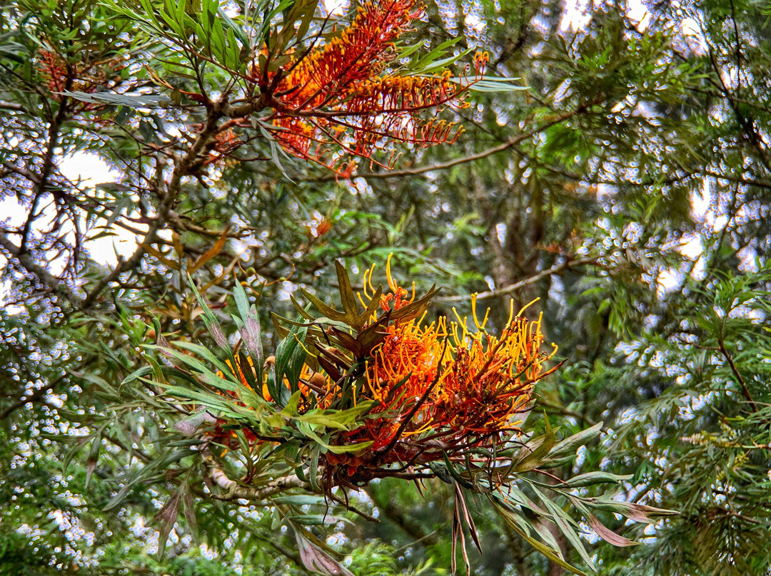 Koi Koi Cultural Village Hotel主图