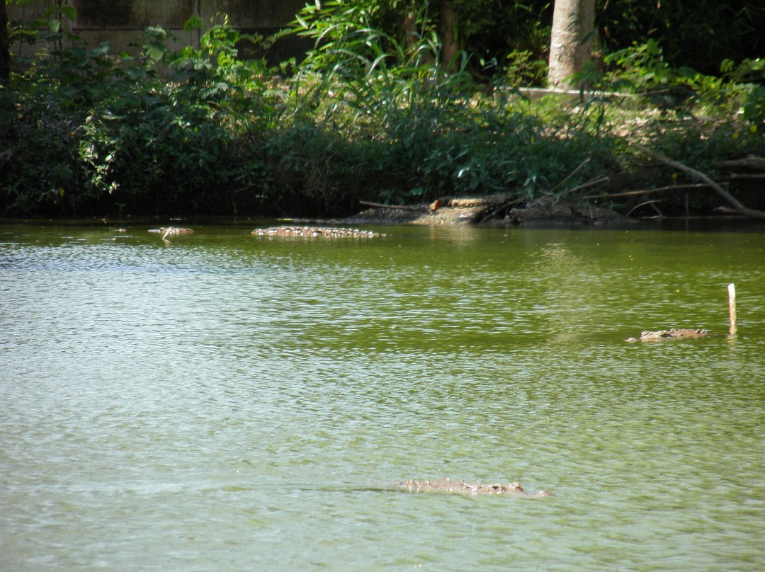 Crocodile Farm景点图片