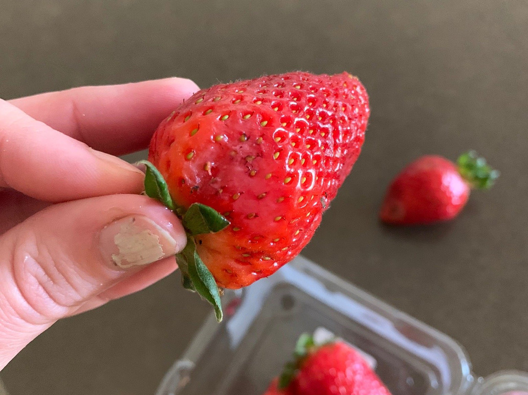 Camden Fruit Barn-Elderslie必去景点