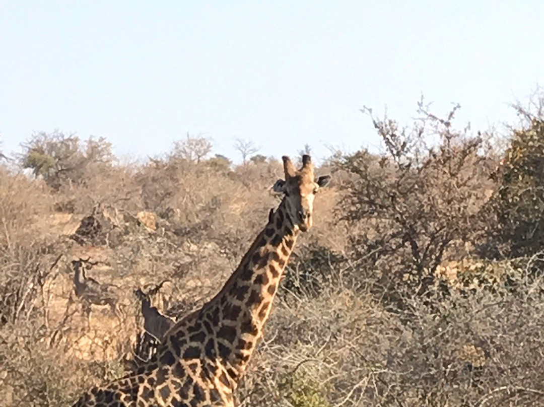 Kruger Park Tours - Kruger Game Drive-雾观必去景点