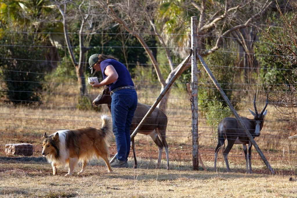 WoodRidge Palms Boutique Hotel主图