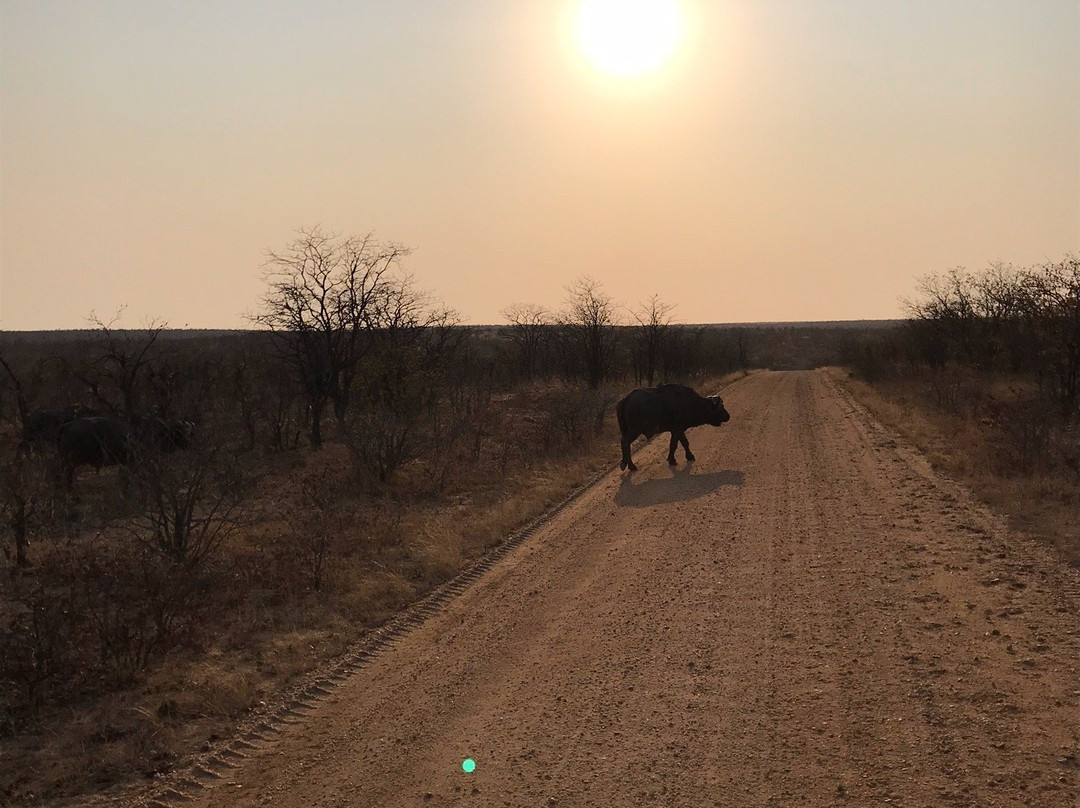 Kruger Park Tours - Kruger Game Drive-雾观必去景点