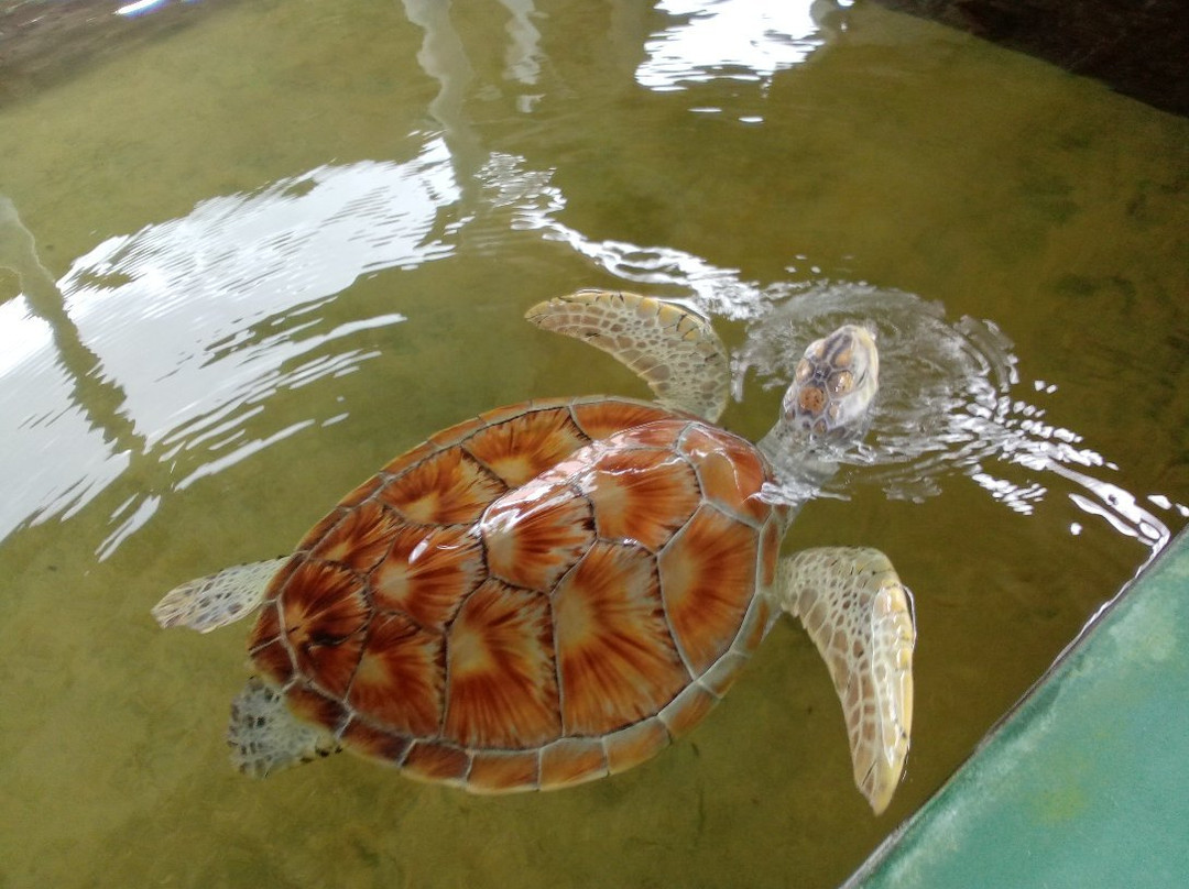 Onara Tours-加勒必去景点