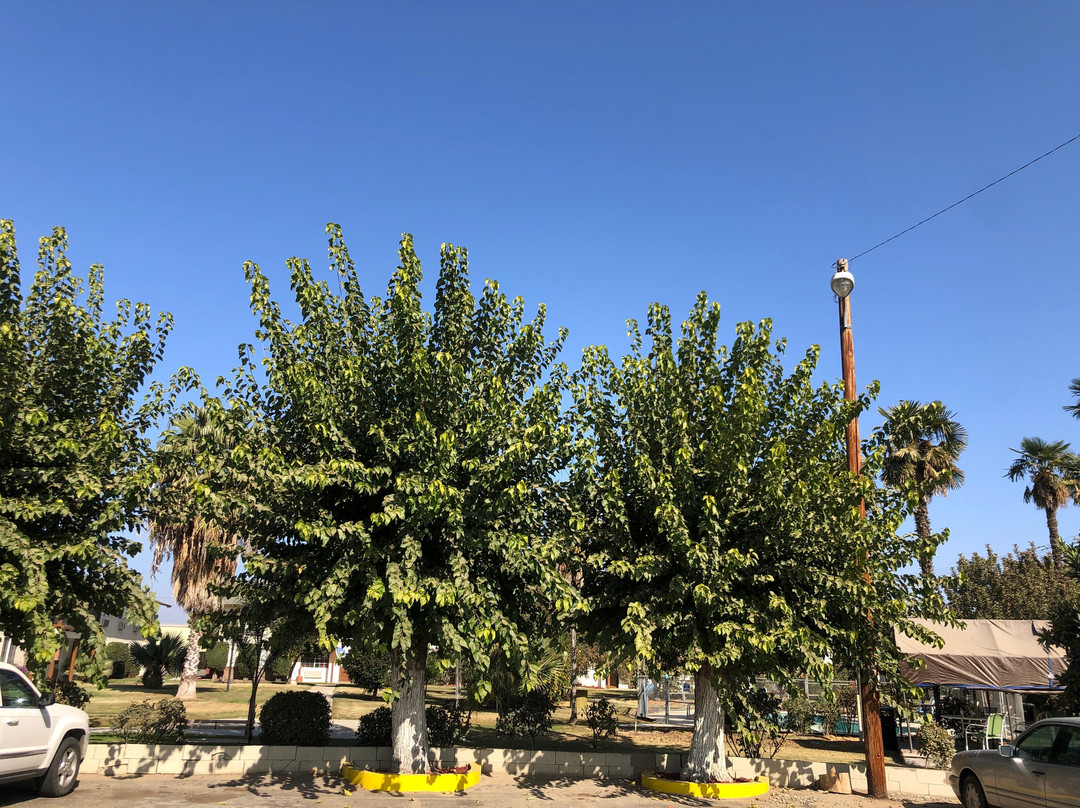 99 Palms Inn & Suites主图