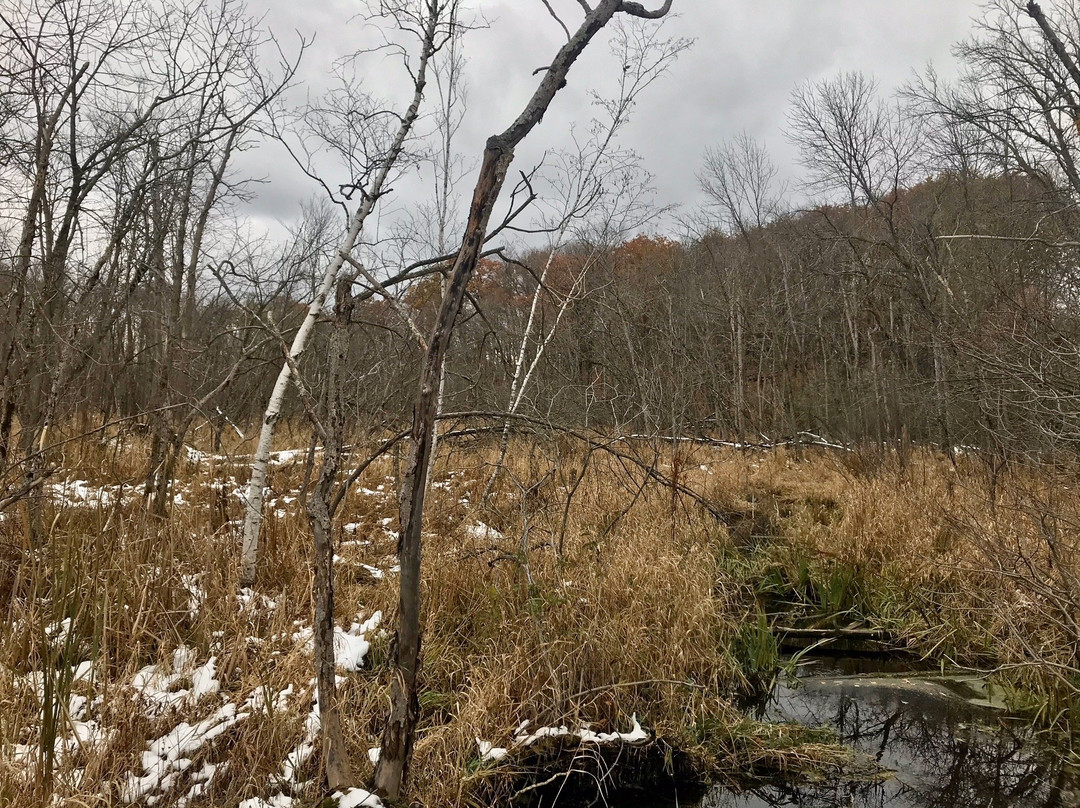 Lac Lawrann Conservancy景点图片
