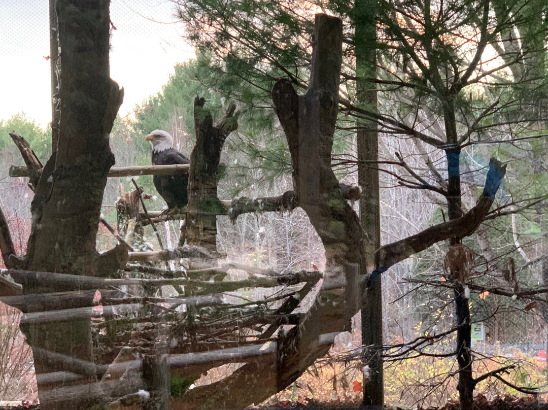 Maine Wildlife Park景点图片