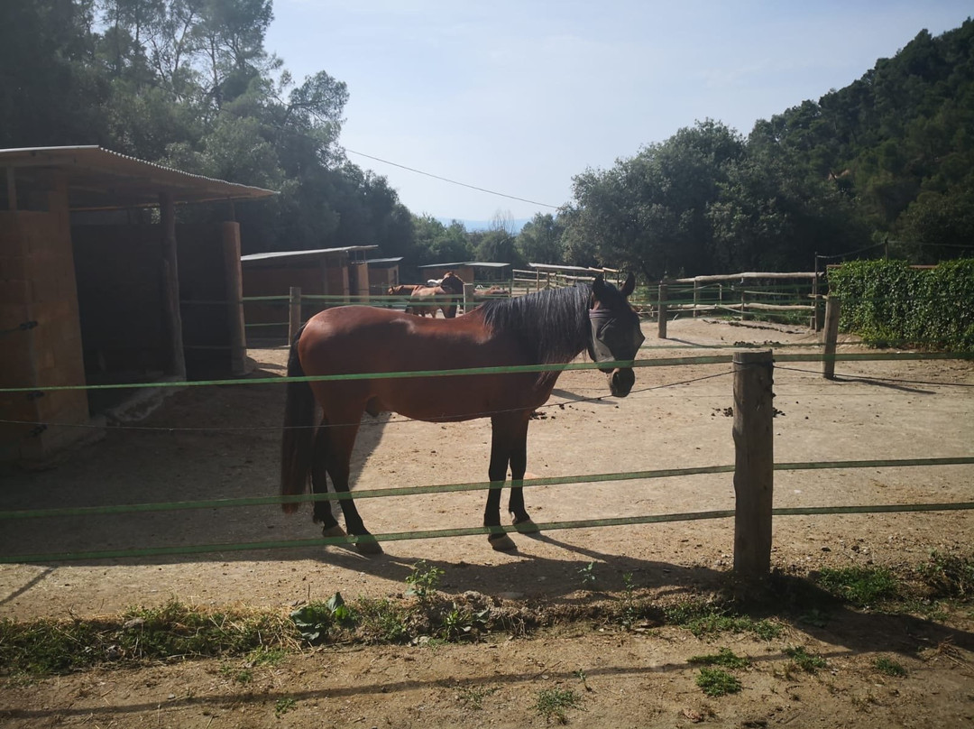 Paddock Activo Collserola景点图片