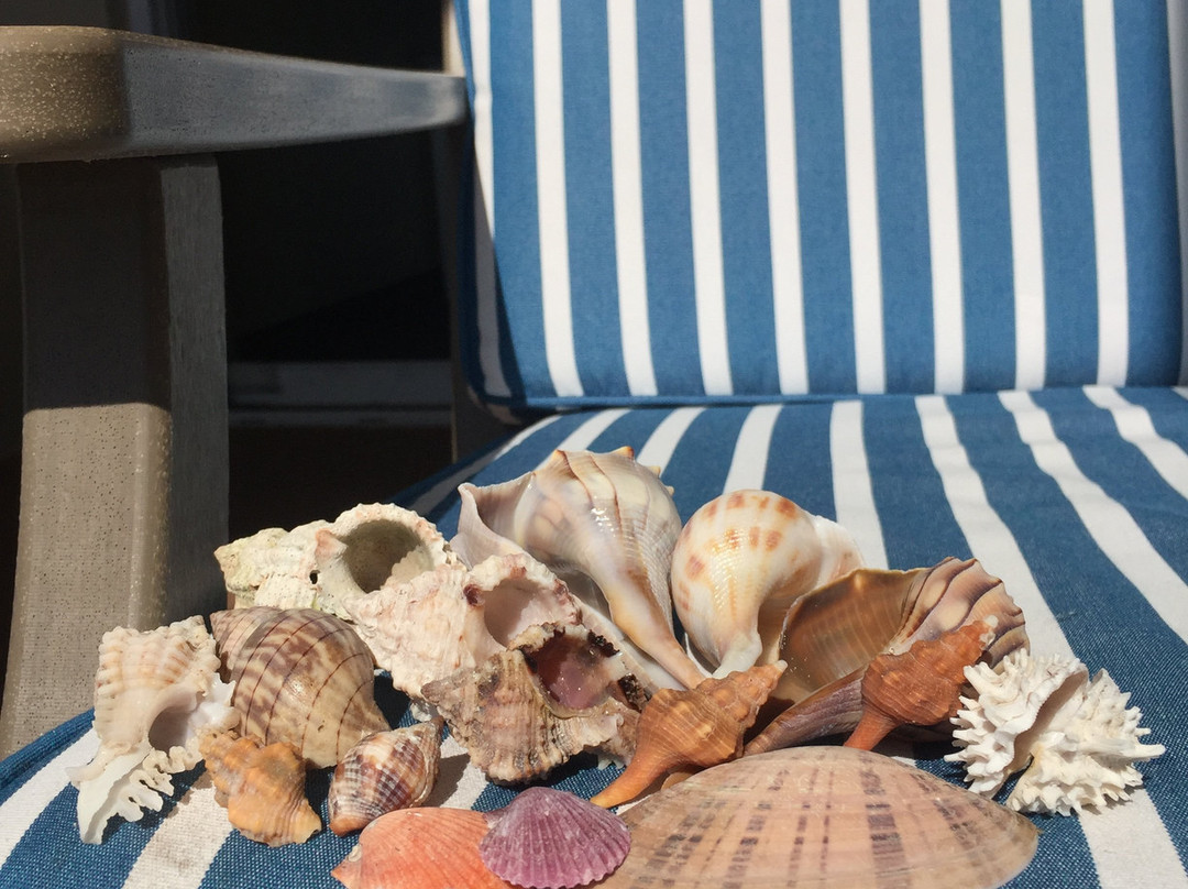 Treasure Seekers Shell Tours-Goodland必去景点