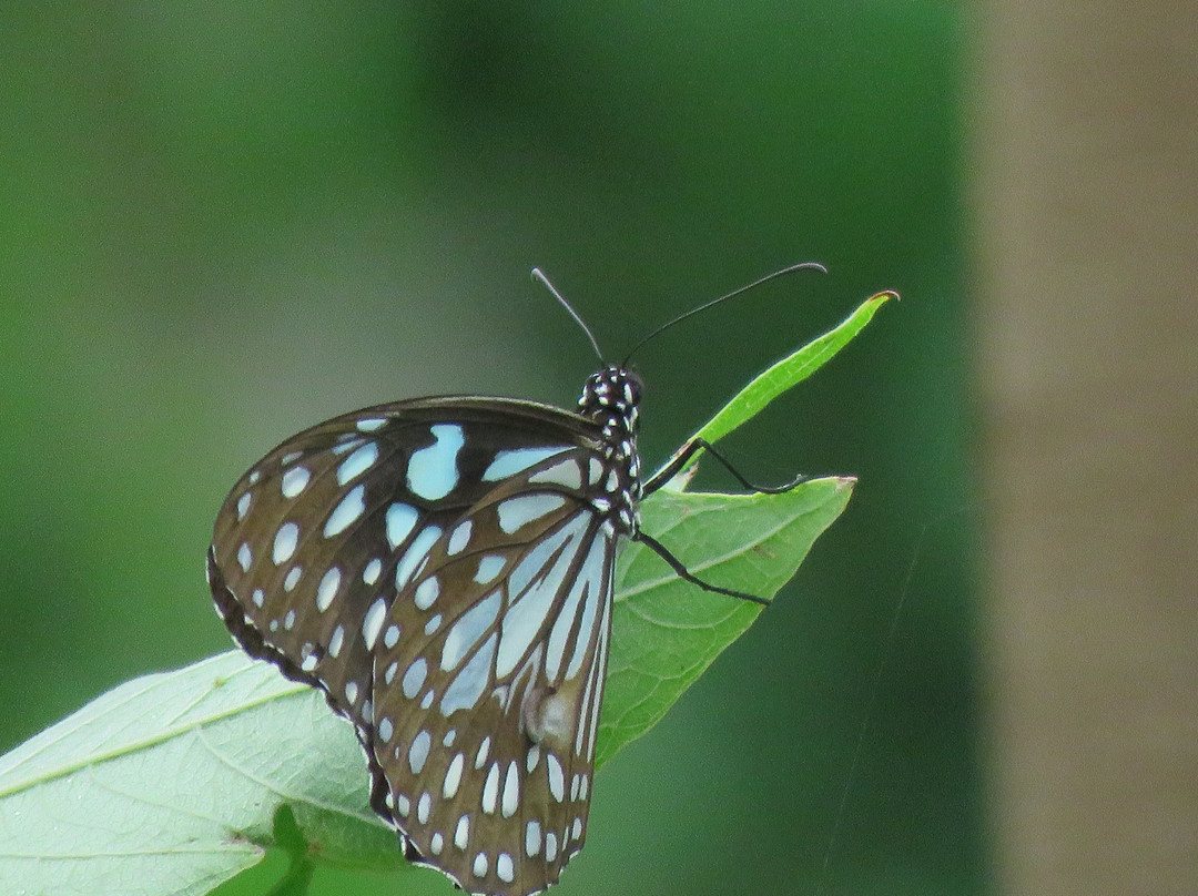 Butterfly Park景点图片